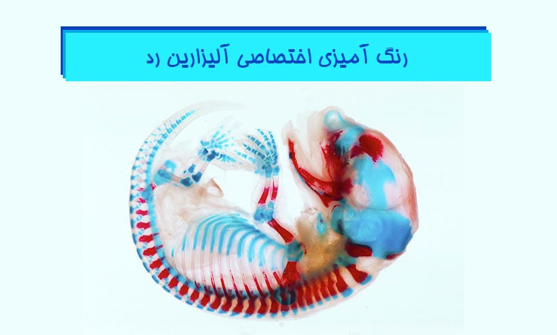 رنگ آمیزی اختصاصی آلیزارین رد