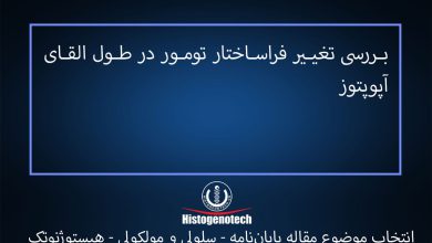 بررسی تغییر فراساختار تومور در طول القای آپوپتوز