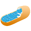 Mitochondrial