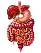 Multi-Organ