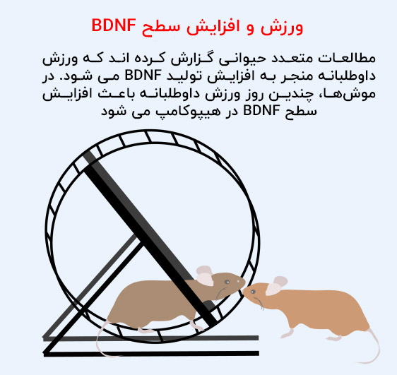 ورزش و افزایش سطح BDNF