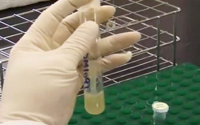 استخراج DNA پلاسمید - شرکت دانش بنیان بافت و ژن پاسارگاد