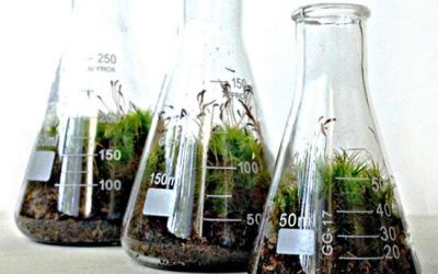 Infusion extraction - شرکت دانش بنیان بافت و ژن پاسارگاد